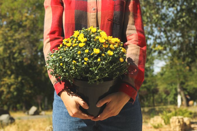 Woman in shirt and jeans hold pot with chrysanthemums outdoor