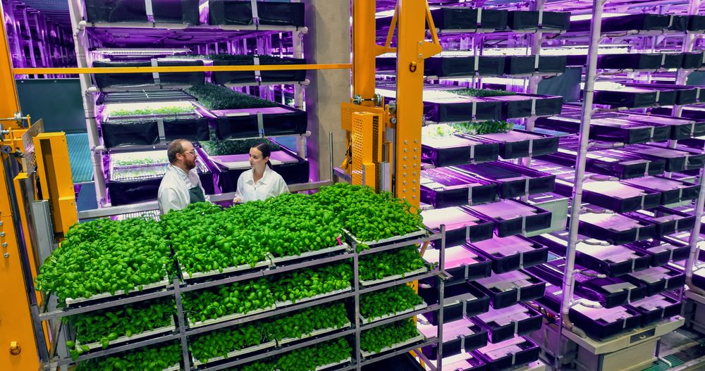 Modern Vertical Plant Farm Specialists Talking on a Cargo Elevator with Fresh Basil Crops. Female and Male Farmers Working Indoors.