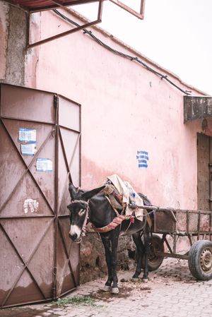 Donkey with cart standing on old street