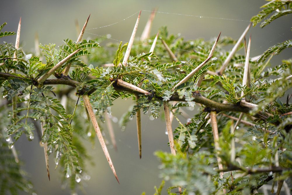 Thorny plant