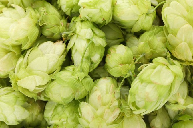 Fresh green hop on whole background, close up