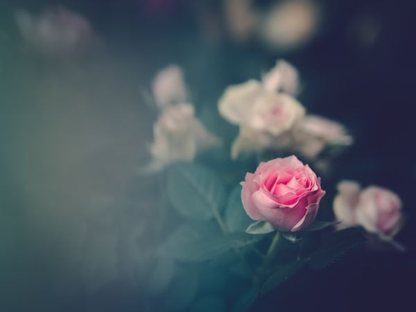 Pretty flower growing in garden