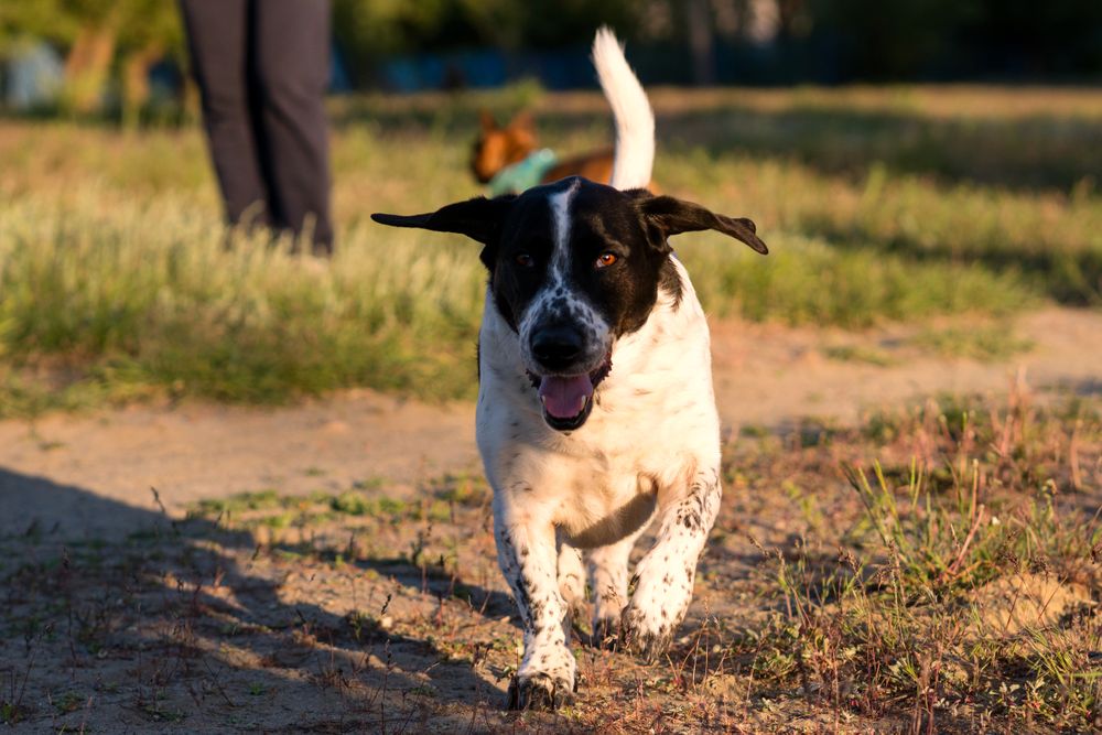 Joyful dog running towards the camera.