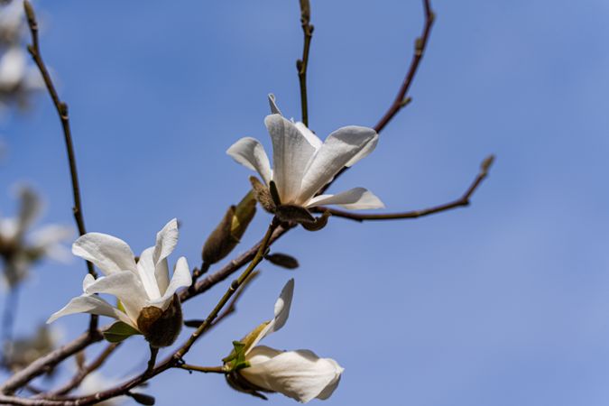 Blooming magnolia tree in the spring park