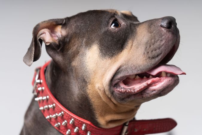 Side portrait of pitbull in red spiked collar