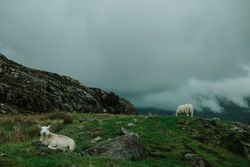 Sheep pasturing on field near mountains