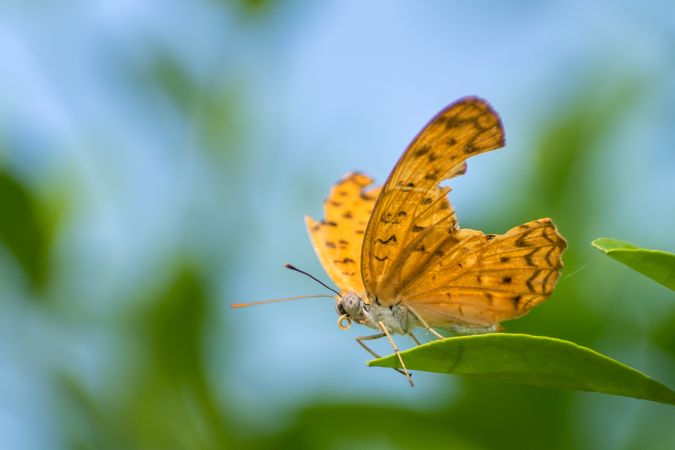A beautiful orange Common Leopard Butterfly perched on a leaf at a park in Mumbai, India