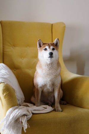 Beige northern breed dog sitting on yellow arm chair