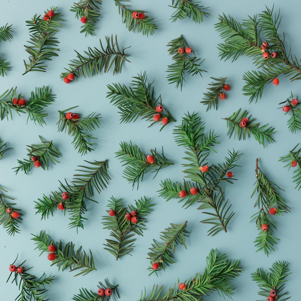 Pattern made of pine tree branches and red berries on blue background