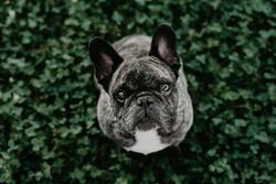 French bulldog with gray spots sitting on grass