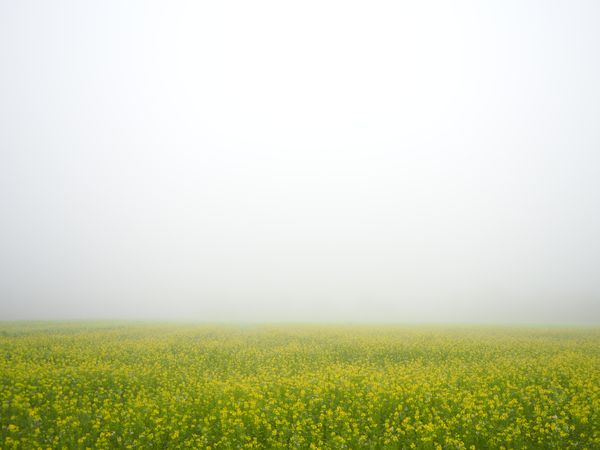 Grassland in Münster, North Rhine-Westphalia, Germany