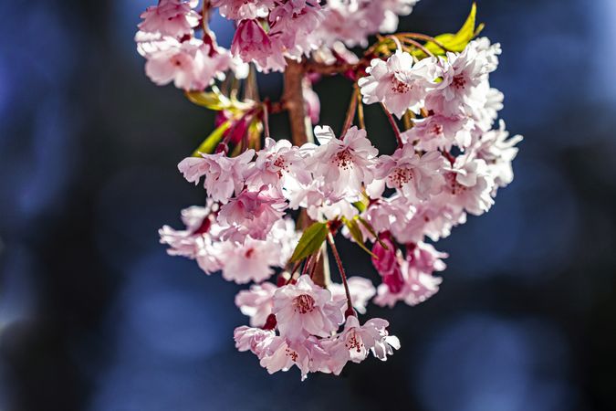 Cherry blossoms in the sunshine with dark blue background