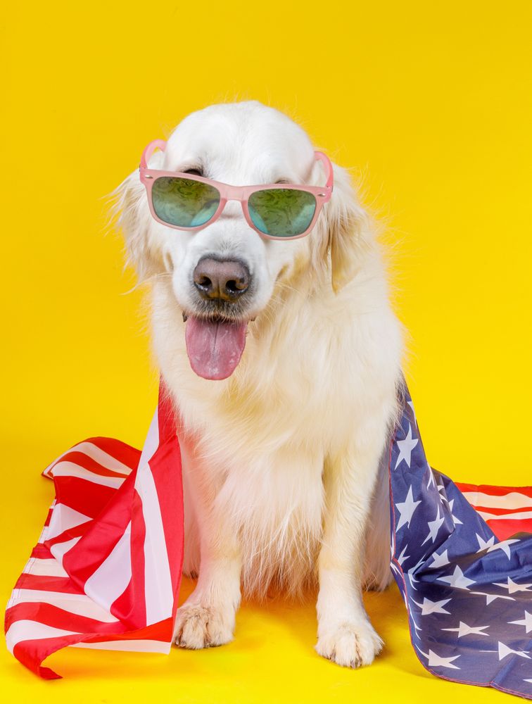 dog in glasses covered with American flag