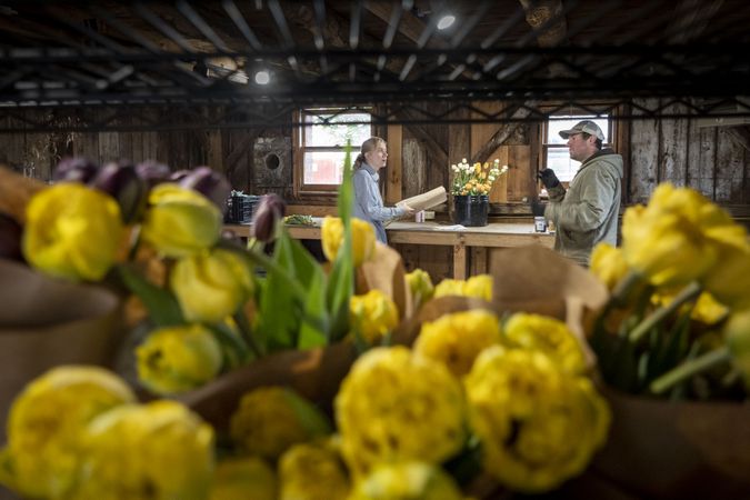Copake, New York - May 19, 2022: Paper bags of beautiful yellow flowers with two gardeners