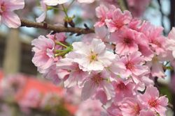Cherry Blossoms Season in Wuji Tianyuan Temple Taiwan
