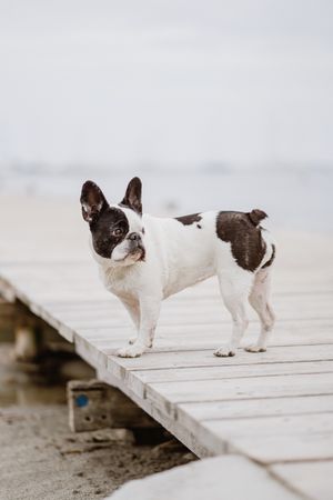 Cute dog on pier near sea