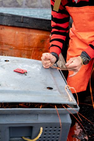 Fisherman using rope to close a full container with lobsters