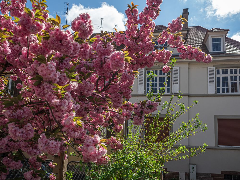 Beautiful cherry blossoms blooming with pink flowers