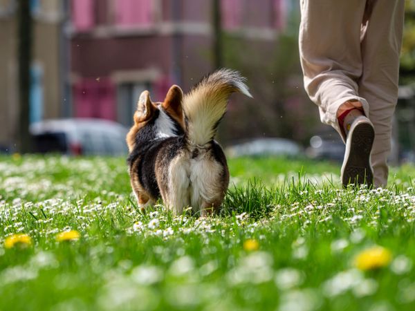 Funny dog tricolor corgi pembroke