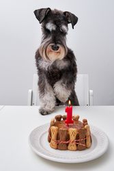 Cute purebred dog with cake on table