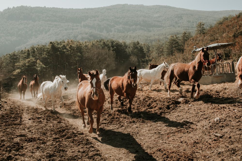 Herd of horses in countryside