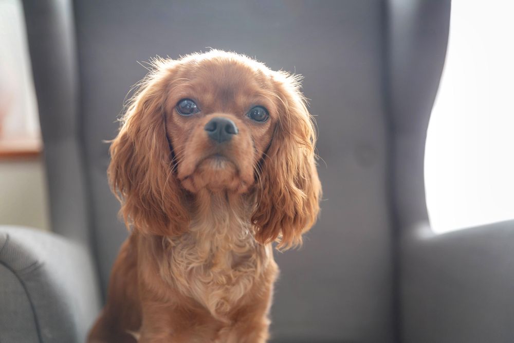Cavalier spaniel sitting on a grey seat