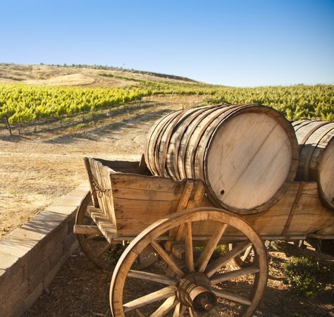 Grape Vineyard with Old Barrel Carriage Wagon.