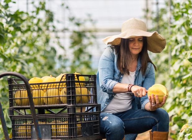 Farmer cutting with knife fresh melon in hothouse