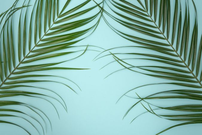 Tropical green leaves on baby blue background