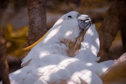 Sulphur-crested cockatoo