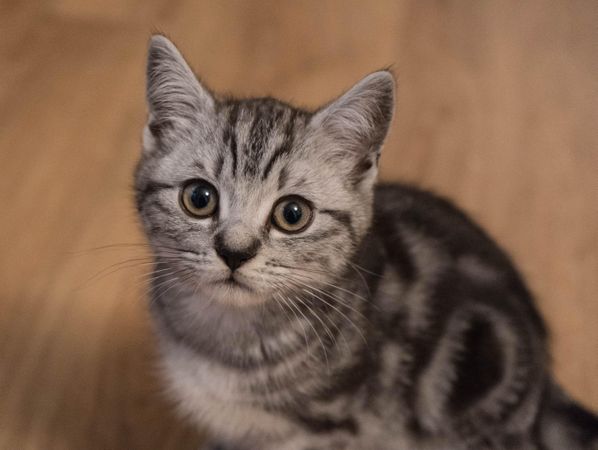 Silver tabby cat