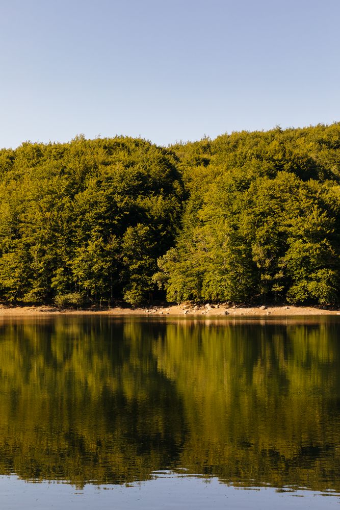 Reflections in the lake of a forest