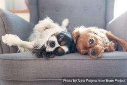 Two cavalier spaniels lounging on grey seat bGP1e0