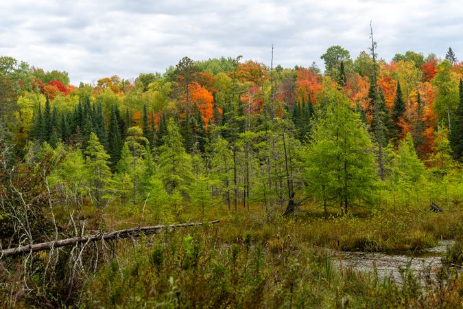 Pine trees, Tamarack trees and other Deciduous trees in autumn in Itasca County, MN