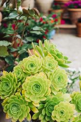 Overhead shot of succulents in pots
