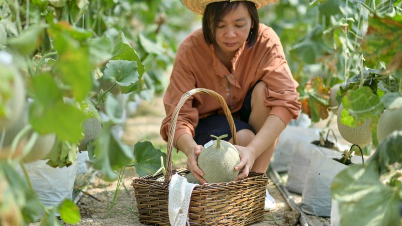 Female farmers picking melons in the garden.