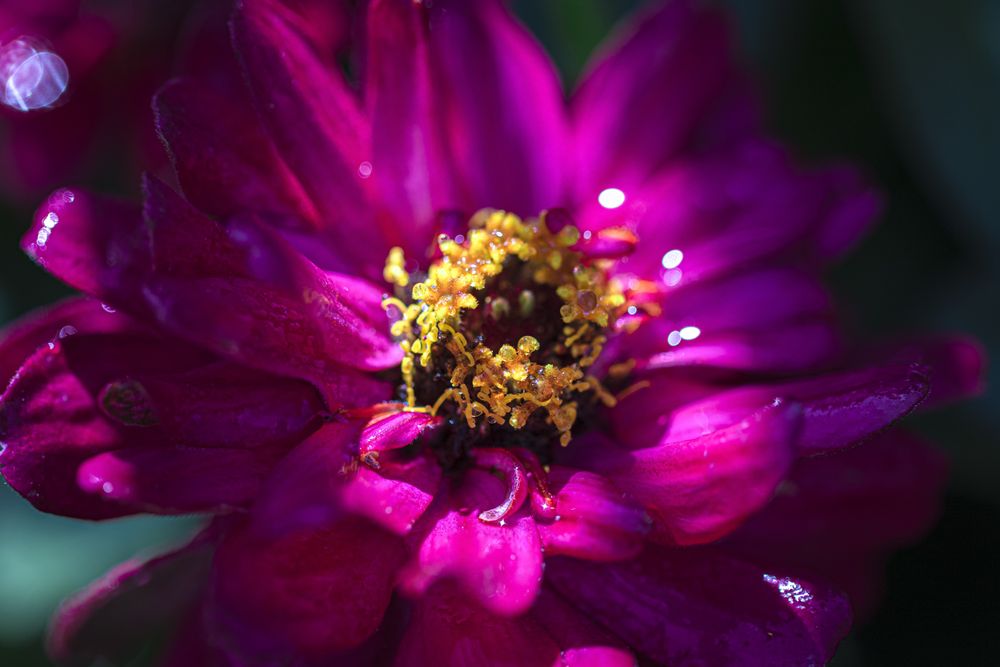 Close up of vibrant pink zinnia flower