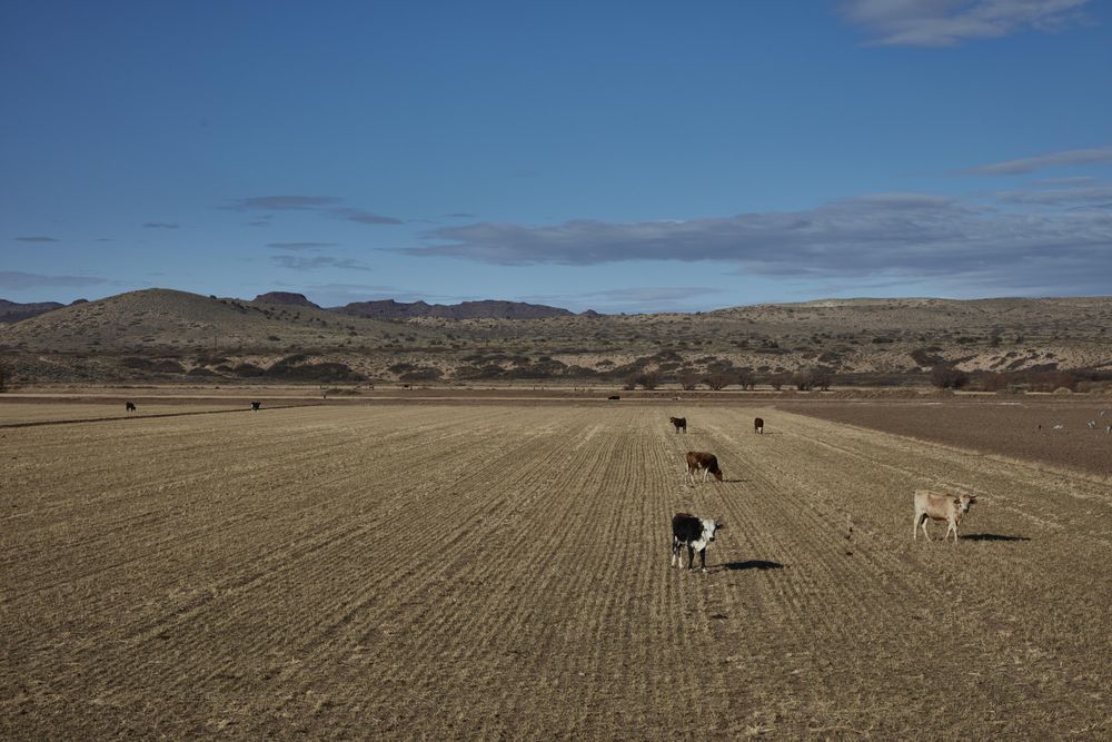 Cows grazing in a field