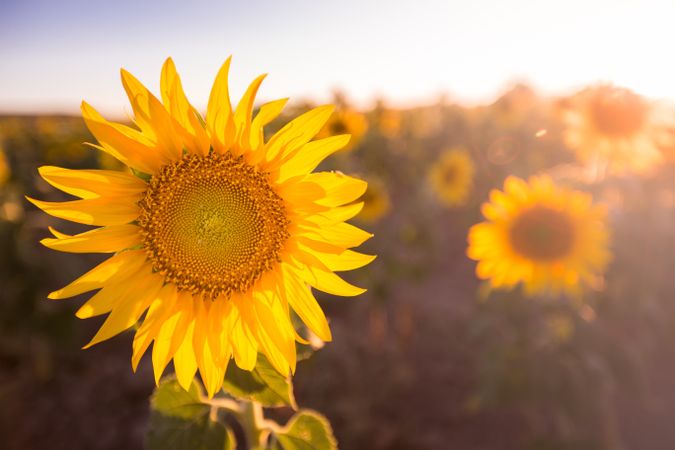 Bright colorful sunflower in sunlight
