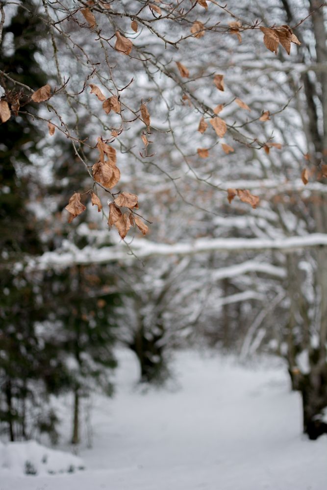 Branches with dry leaves in winter park