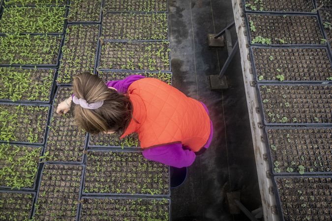 Copake, New York - May 19, 2022: Top view of woman working with tiny plants in greenhouse