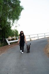 Full length shot of woman in PPE mask waking pit bull dog in the street in the evening