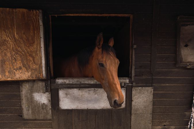 Brown horse in wooden stable