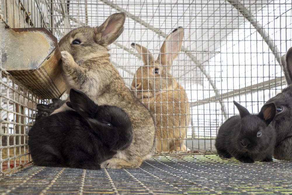 Copake, New York - May 19, 2022: Group of cute multi-colored rabbits feeding in cage
