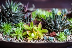 Close up of Perle Von Nurnberg plant in a gift composition