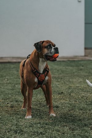 Friendly dog playing with ball in street