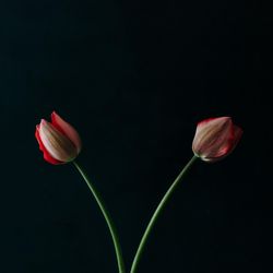 Two red tulip flowers on dark background