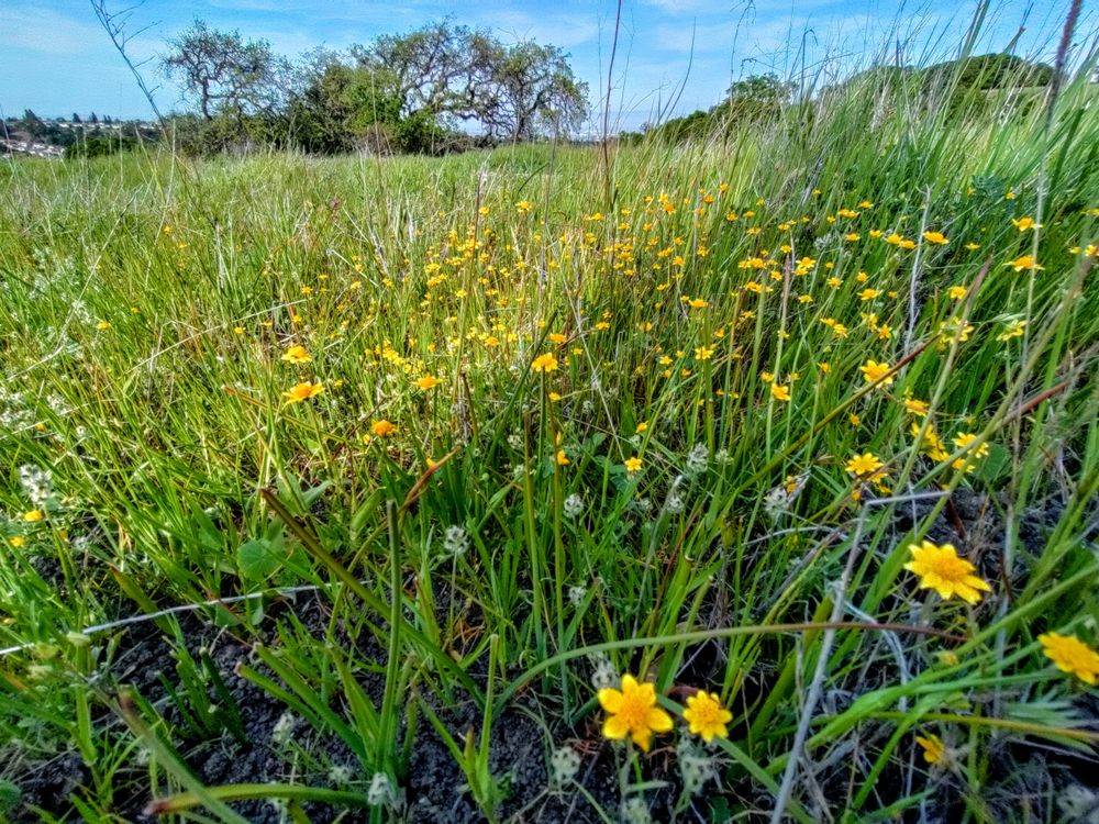 Grass field with yellow flowers