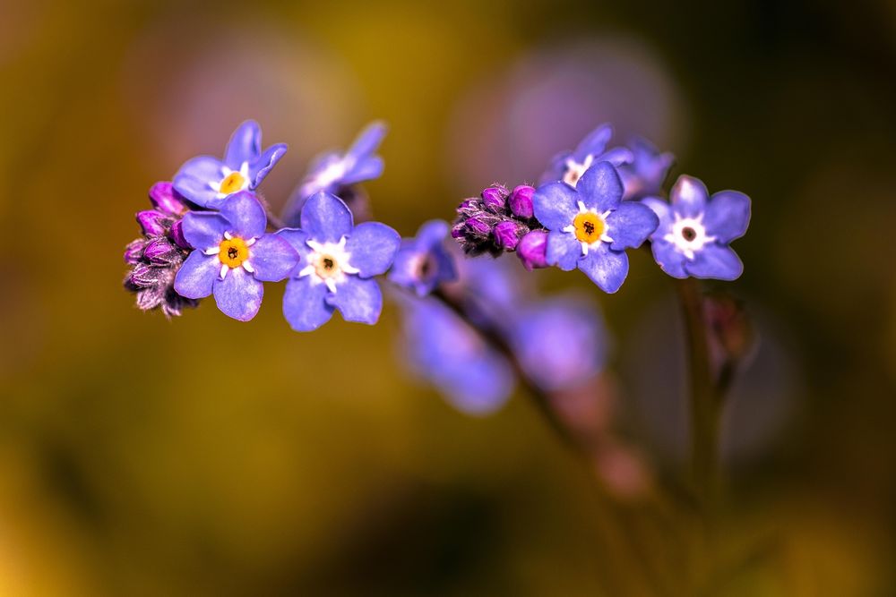 Forget me nots flowers growing with selective focus