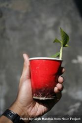 Hand holding red cup growing a plant 0Vjnk0